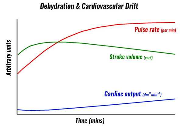 Cardiovascular drift correlation to dehydration